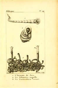 Manuel de l'histoire naturelle des mollusques Plate49