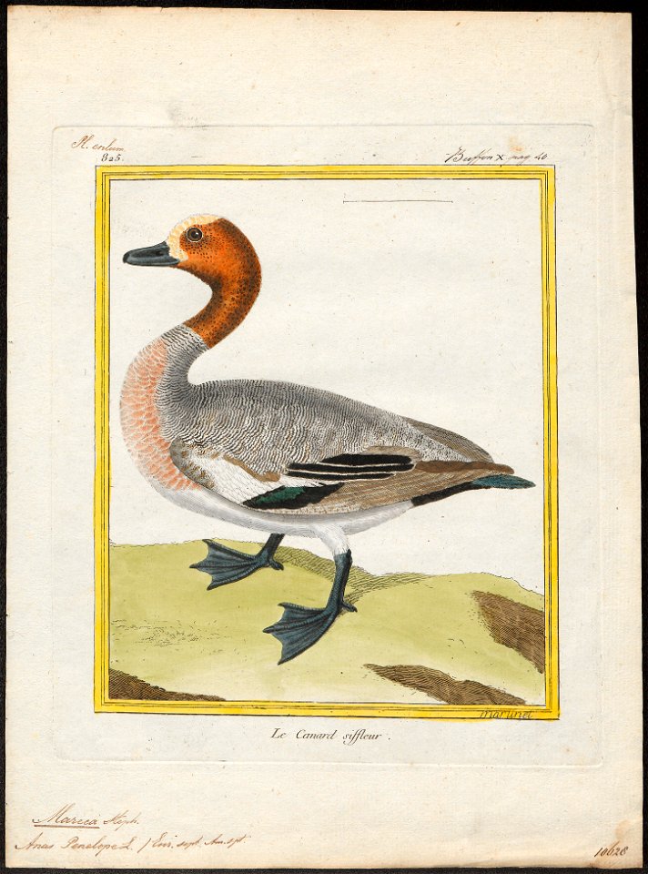 Mareca penelope - 1700-1880 - Print - Iconographia Zoologica - Special Collections University of Amsterdam - UBA01 IZ17600331