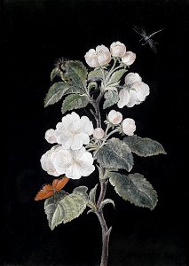 Margaretha Barbara Dietzsch Apfelblüten