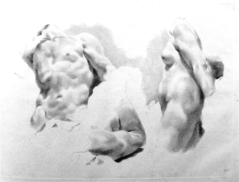 Marco Pitteri - Plate 15 Studies of a male torso and arm, and of a woman's body in profile, seen from above the knee to the neck; with shading. 1760, 1860,1208.307