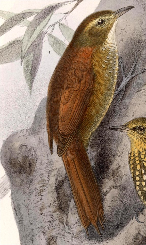 Margarornis rubiginosus 1902