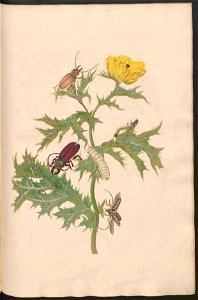 Maria Sibylla Merian-Metamorphosis-Uni bib Utrecht MAG AB 352 Rariora 24