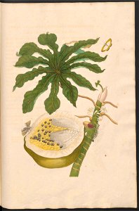 Maria Sibylla Merian-Metamorphosis-Uni bib Utrecht MAG AB 352 Rariora 40