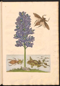 Maria Sibylla Merian-Metamorphosis-Uni bib Utrecht MAG AB 352 Rariora 56