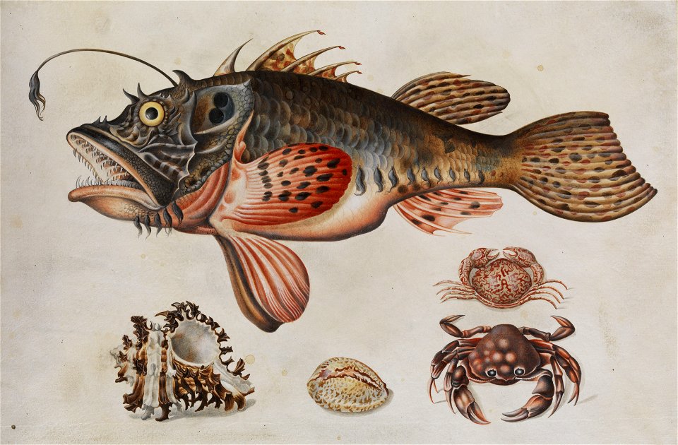 Maria Sibylla Merian (attr) Tiefseefisch Krabben und Meeressschnecken