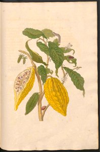 Maria Sibylla Merian-Metamorphosis-Uni bib Utrecht MAG AB 352 Rariora 26