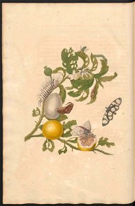 Maria Sibylla Merian-Metamorphosis-Uni bib Utrecht MAG AB 352 Rariora 19