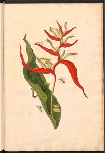 Maria Sibylla Merian-Metamorphosis-Uni bib Utrecht MAG AB 352 Rariora 54