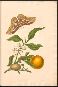 Maria Sibylla Merian-Metamorphosis-Uni bib Utrecht MAG AB 352 Rariora 52