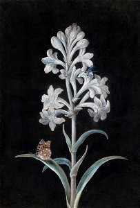 Margaretha Barbara Dietzsch Weiße Hyacinthe