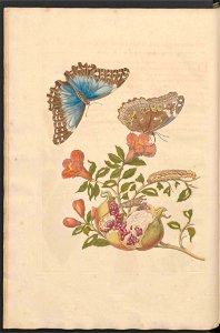 Maria Sibylla Merian-Metamorphosis-Uni bib Utrecht MAG AB 352 Rariora 09