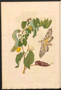 Maria Sibylla Merian-Metamorphosis-Uni bib Utrecht MAG AB 352 Rariora 03