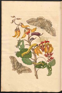 Maria Sibylla Merian-Metamorphosis-Uni bib Utrecht MAG AB 352 Rariora 11