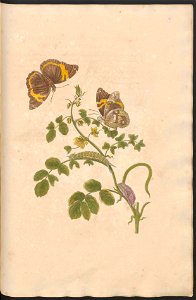 Maria Sibylla Merian-Metamorphosis-Uni bib Utrecht MAG AB 352 Rariora 32