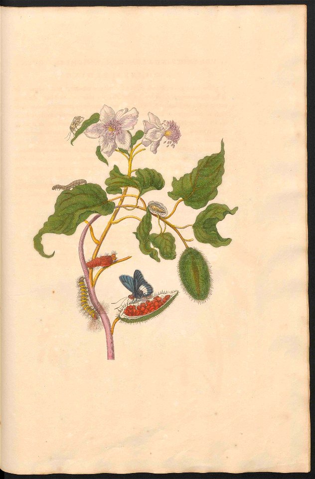Maria Sibylla Merian-Metamorphosis-Uni bib Utrecht MAG AB 352 Rariora 44