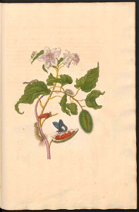 Maria Sibylla Merian-Metamorphosis-Uni bib Utrecht MAG AB 352 Rariora 44