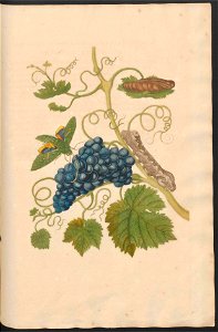 Maria Sibylla Merian-Metamorphosis-Uni bib Utrecht MAG AB 352 Rariora 34