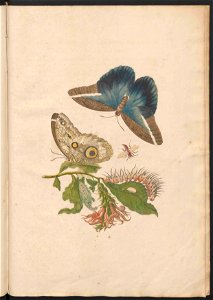 Maria Sibylla Merian-Metamorphosis-Uni bib Utrecht MAG AB 352 Rariora 60