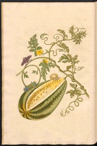 Maria Sibylla Merian-Metamorphosis-Uni bib Utrecht MAG AB 352 Rariora 15
