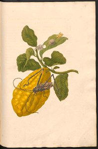 Maria Sibylla Merian-Metamorphosis-Uni bib Utrecht MAG AB 352 Rariora 28