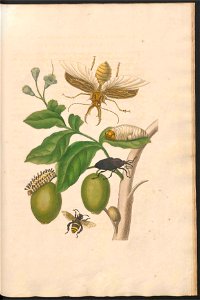Maria Sibylla Merian-Metamorphosis-Uni bib Utrecht MAG AB 352 Rariora 48