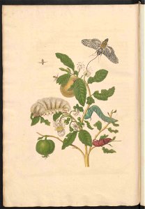 Maria Sibylla Merian-Metamorphosis-Uni bib Utrecht MAG AB 352 Rariora 57