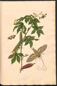 Maria Sibylla Merian-Metamorphosis-Uni bib Utrecht MAG AB 352 Rariora 38