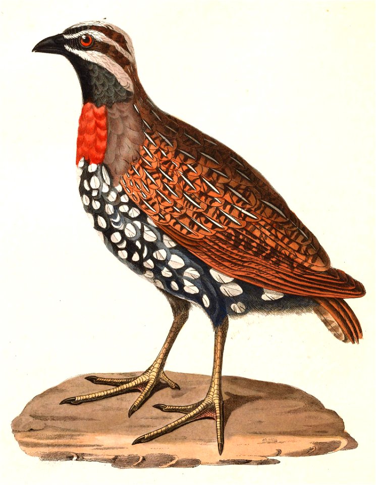 Margaroperdix madagarensis 1838