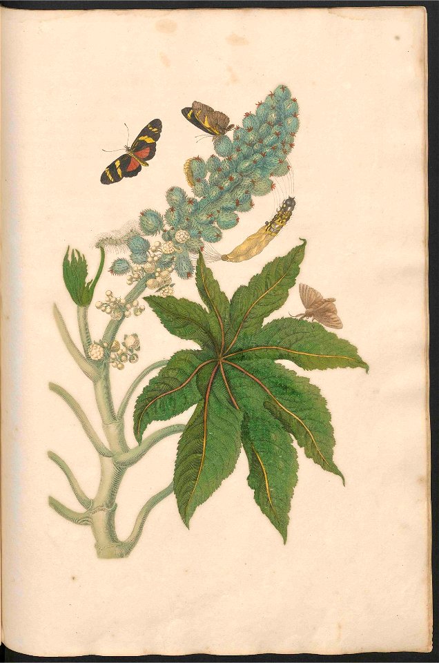 Maria Sibylla Merian-Metamorphosis-Uni bib Utrecht MAG AB 352 Rariora 30