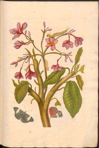 Maria Sibylla Merian-Metamorphosis-Uni bib Utrecht MAG AB 352 Rariora 08