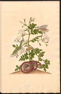 Maria Sibylla Merian-Metamorphosis-Uni bib Utrecht MAG AB 352 Rariora 46