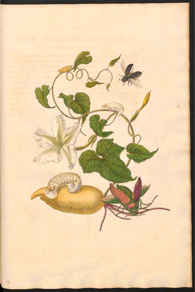 Maria Sibylla Merian-Metamorphosis-Uni bib Utrecht MAG AB 352 Rariora 50