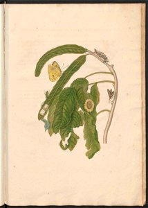 Maria Sibylla Merian-Metamorphosis-Uni bib Utrecht MAG AB 352 Rariora 58