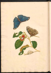 Maria Sibylla Merian-Metamorphosis-Uni bib Utrecht MAG AB 352 Rariora 53