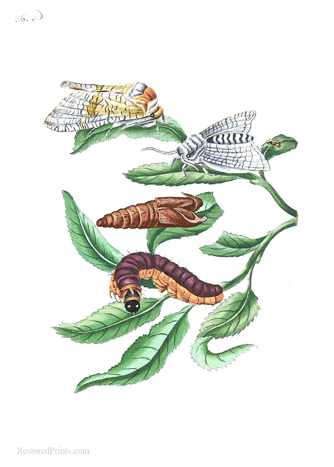 Maria Merian Goat Moth on Almond Willow