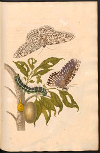 Maria Sibylla Merian-Metamorphosis-Uni bib Utrecht MAG AB 352 Rariora 20