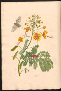 Maria Sibylla Merian-Metamorphosis-Uni bib Utrecht MAG AB 352 Rariora 45