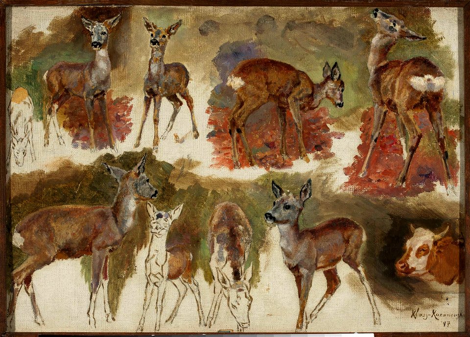 Maria Klass-Kazanowska - Studies of does - MP 867 MNW - National Museum in Warsaw