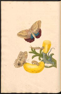 Maria Sibylla Merian-Metamorphosis-Uni bib Utrecht MAG AB 352 Rariora 23