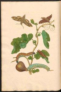 Maria Sibylla Merian-Metamorphosis-Uni bib Utrecht MAG AB 352 Rariora 33