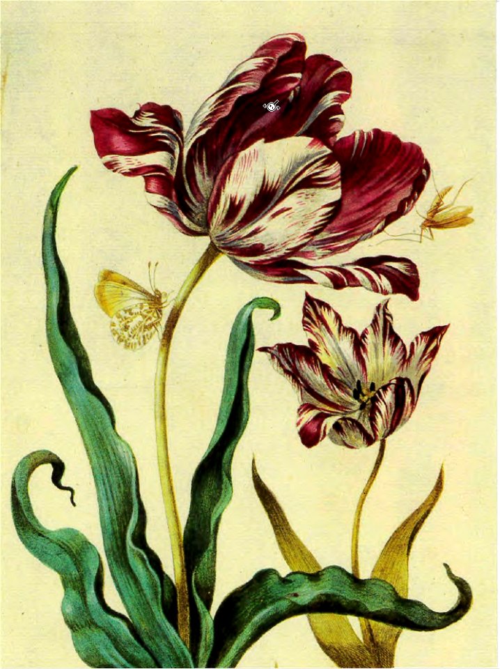 Maria merian tulpen
