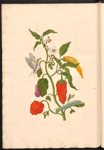 Maria Sibylla Merian-Metamorphosis-Uni bib Utrecht MAG AB 352 Rariora 55