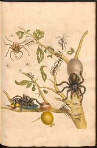 Maria Sibylla Merian-Metamorphosis-Uni bib Utrecht MAG AB 352 Rariora 18