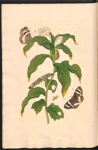 Maria Sibylla Merian-Metamorphosis-Uni bib Utrecht MAG AB 352 Rariora 37