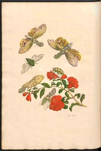 Maria Sibylla Merian-Metamorphosis-Uni bib Utrecht MAG AB 352 Rariora 49