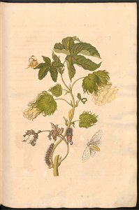 Maria Sibylla Merian-Metamorphosis-Uni bib Utrecht MAG AB 352 Rariora 10