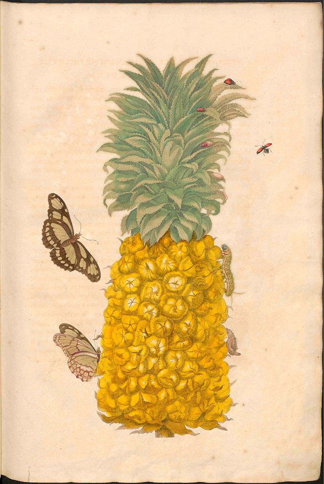 Maria Sibylla Merian-Metamorphosis-Uni bib Utrecht MAG AB 352 Rariora 02