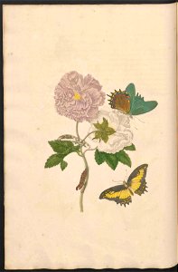 Maria Sibylla Merian-Metamorphosis-Uni bib Utrecht MAG AB 352 Rariora 31