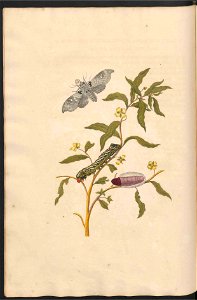 Maria Sibylla Merian-Metamorphosis-Uni bib Utrecht MAG AB 352 Rariora 39