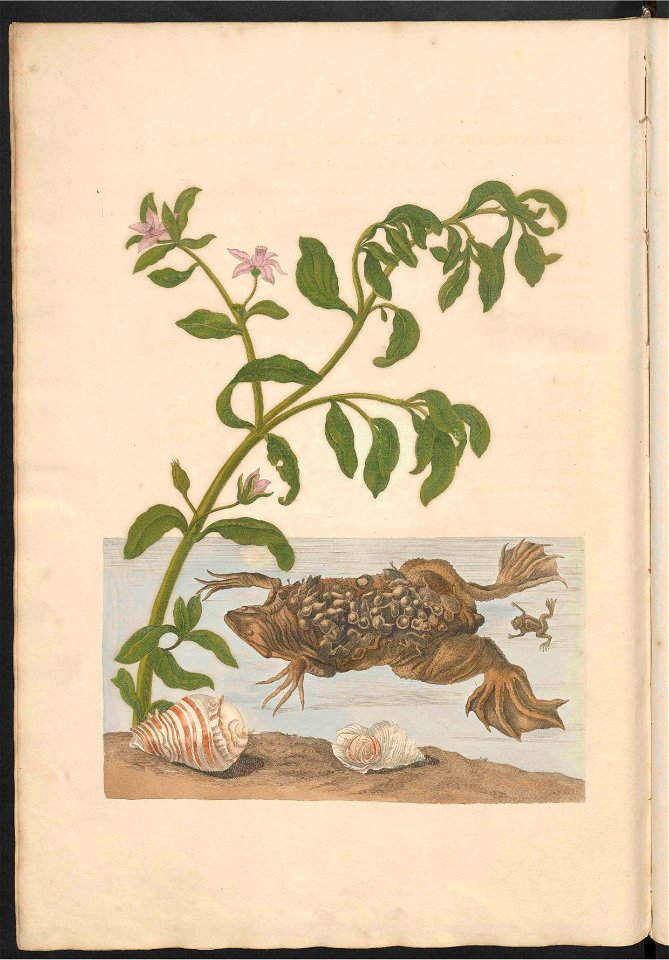 Maria Sibylla Merian-Metamorphosis-Uni bib Utrecht MAG AB 352 Rariora 59